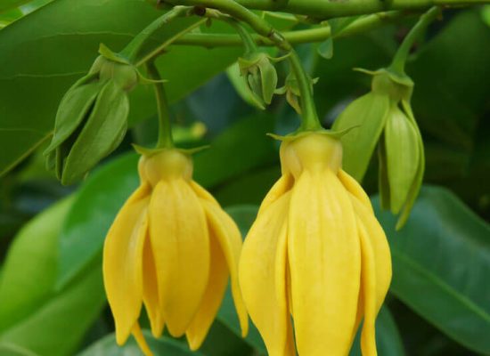 Ylang-Ylang